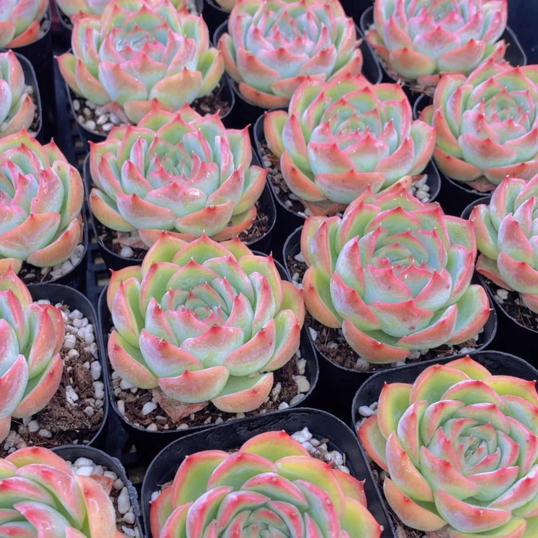 量拍37号 玫瑰花粉侧影单头一个