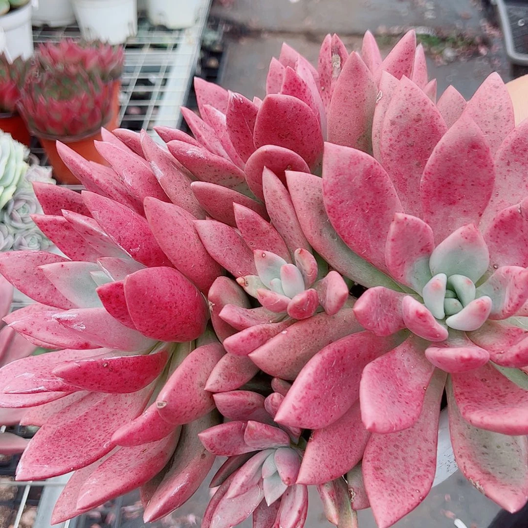桃花源三大头起发整桩无砍