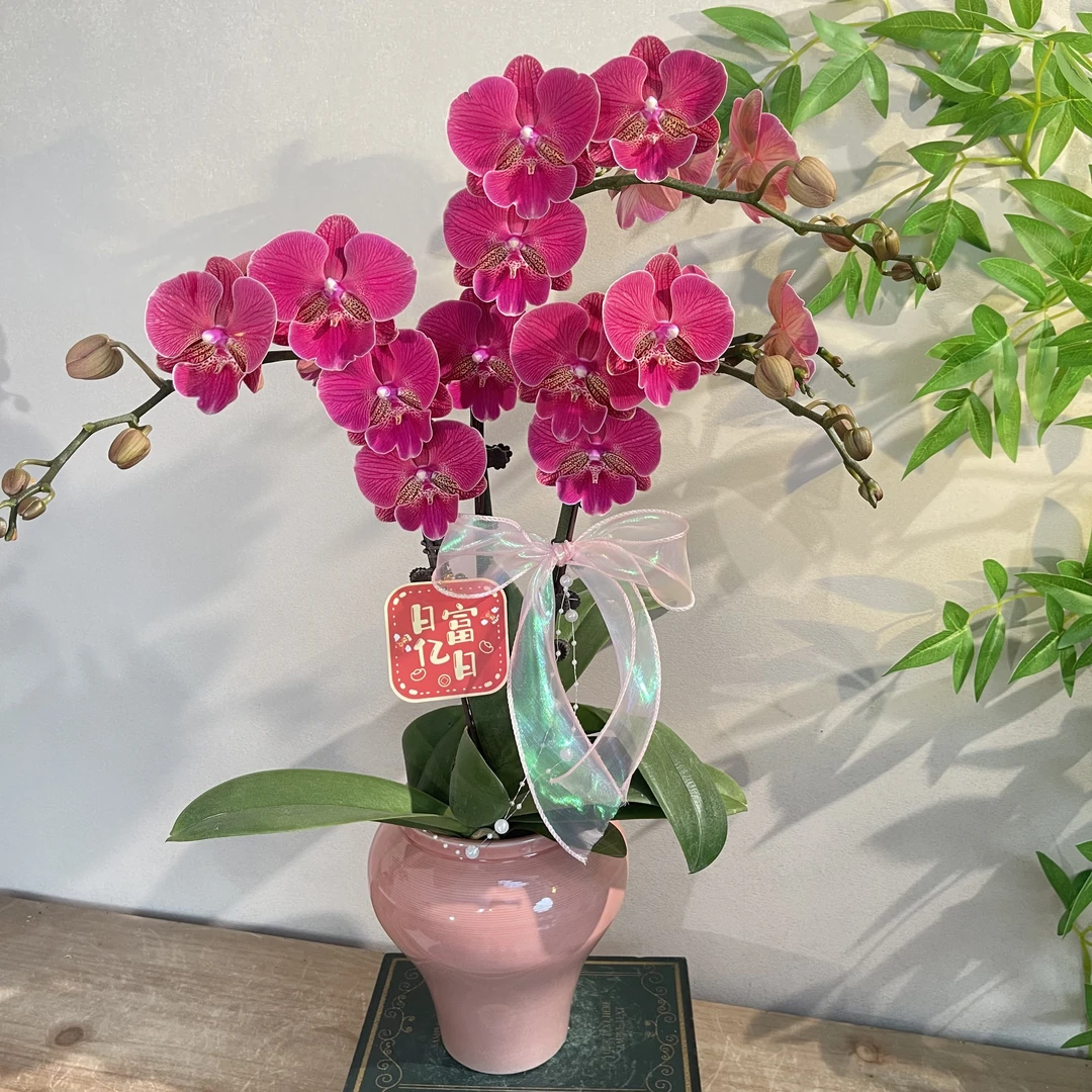 蝴蝶兰《花木兰》稀有小众花色 苗情优质叶片碧绿 基地直发