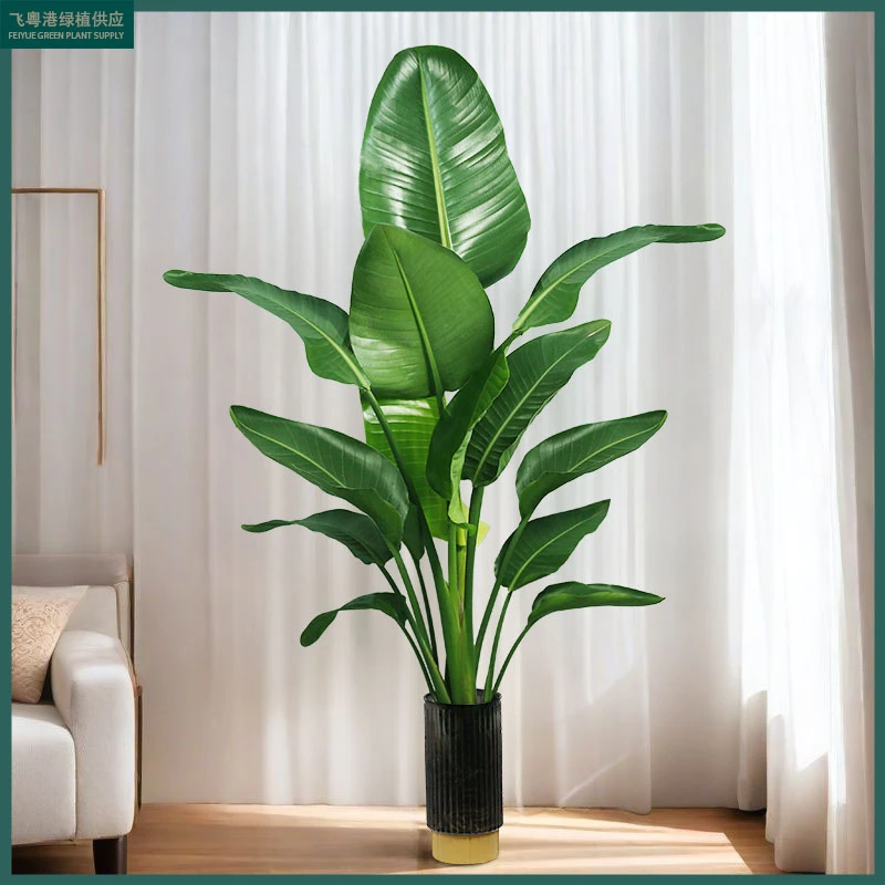 水培天堂鸟三株高度1.5-1.8米不带瓶【叶片自然开裂介意慎拍】顺丰