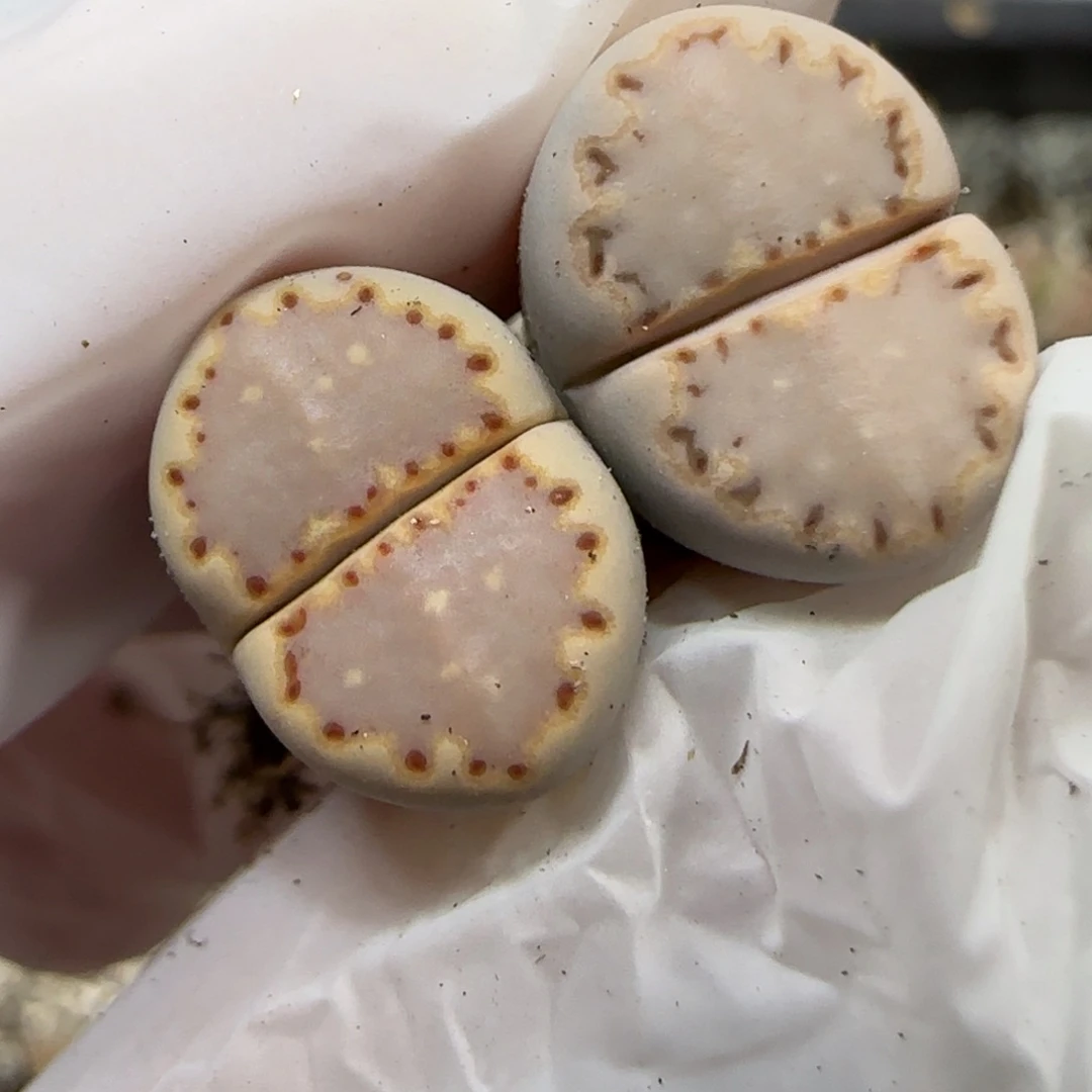 12.16.ken饼干.9023清框福利