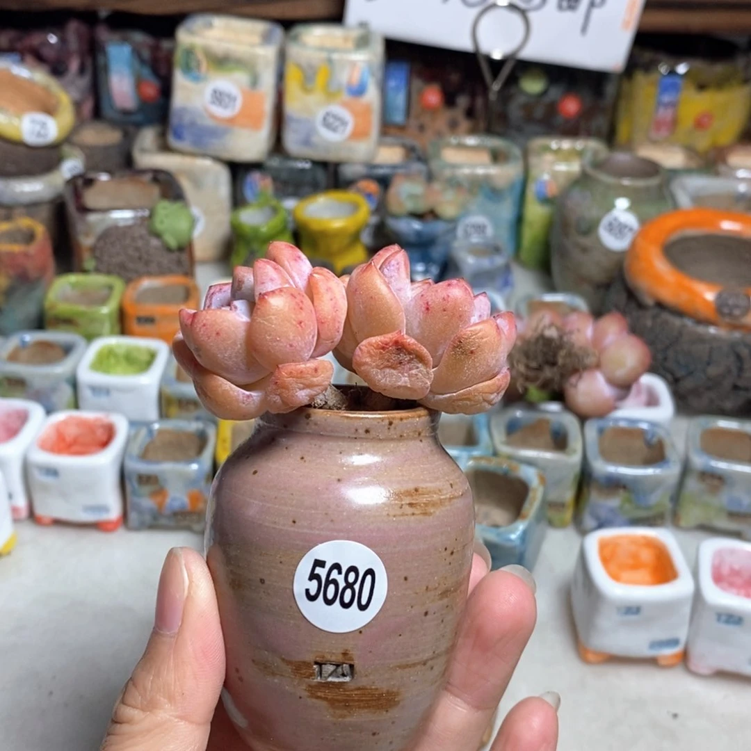 拍5送一个小礼物