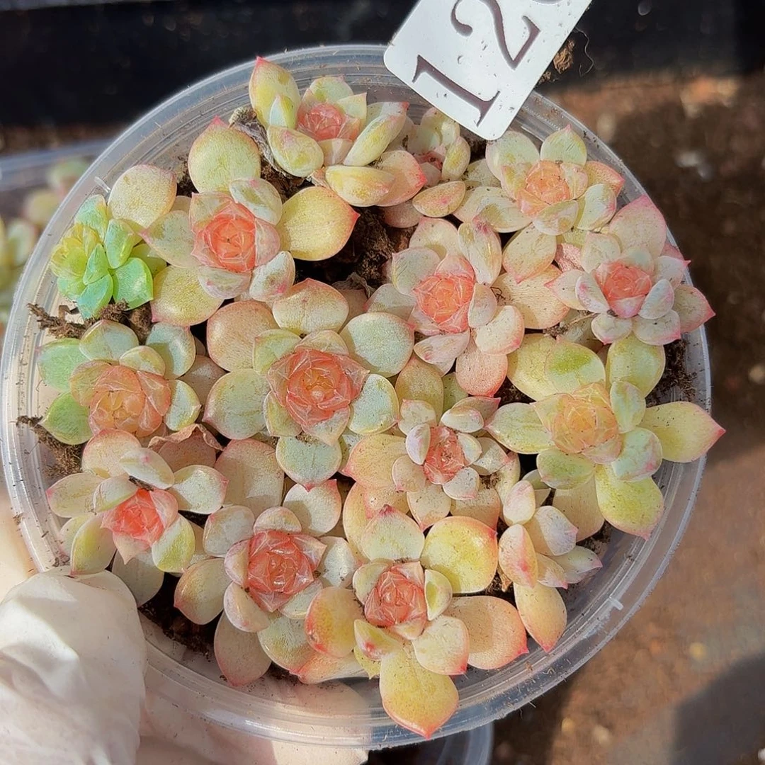 多肉植物多肉植物120