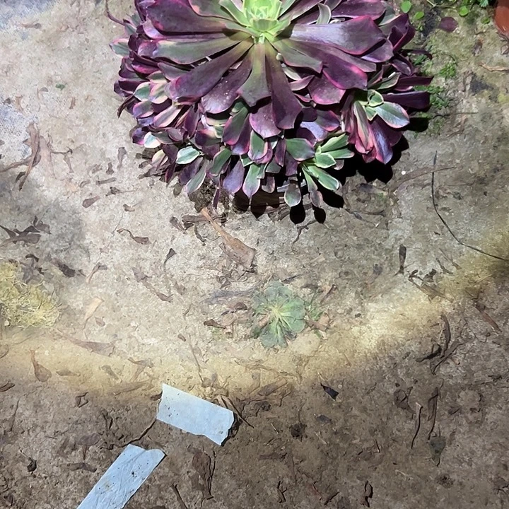 不包侧枝一物一拍55