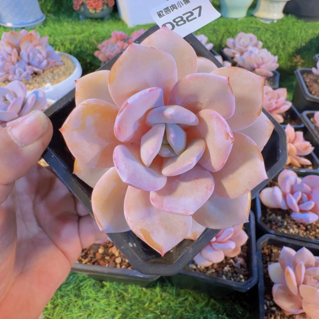 多肉植物奶茶单头0827