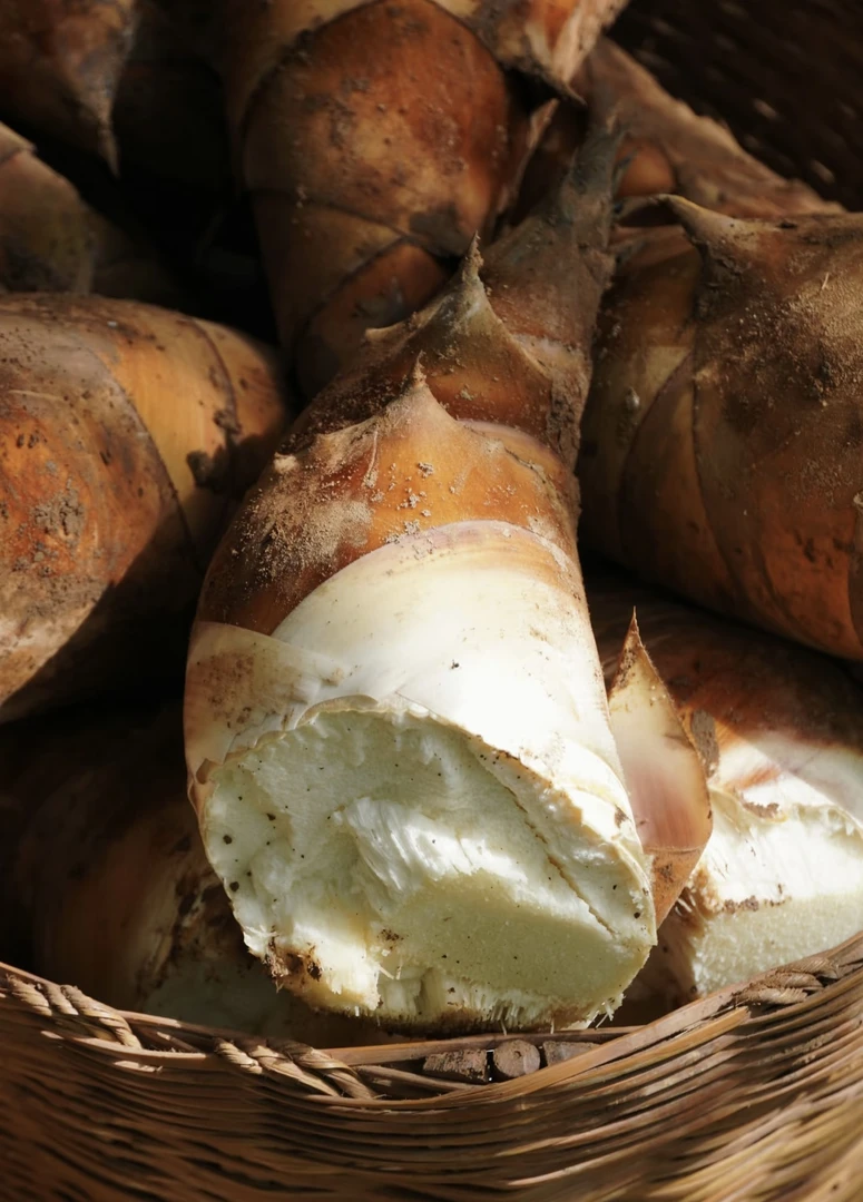 【顺丰冷链包邮】埔田竹笋之乡高山红土新鲜麻竹笋现挖现发甜笋春笋