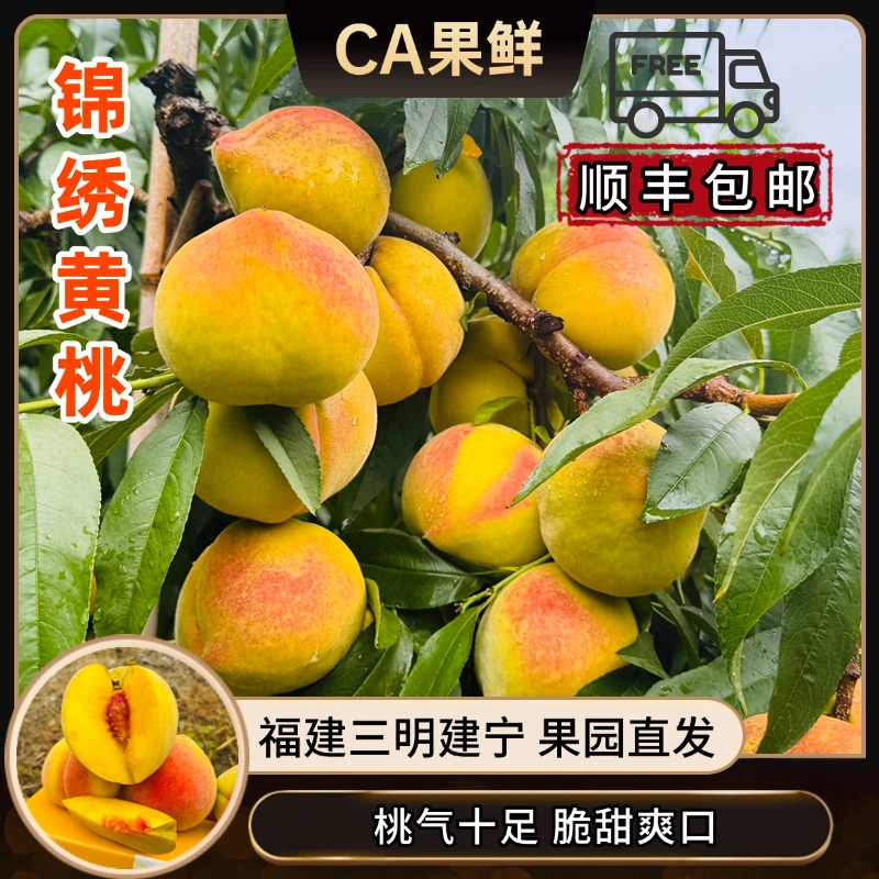 【现摘现发】正宗三明建宁双溪村锦绣黄桃 软硬皆宜 顺丰包邮
