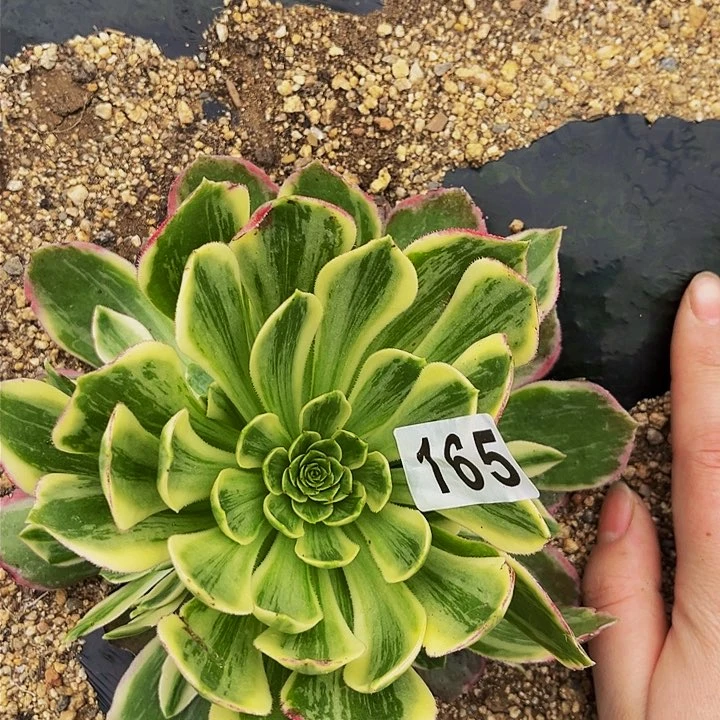 165伊丽莎白多肉植物处理不售后