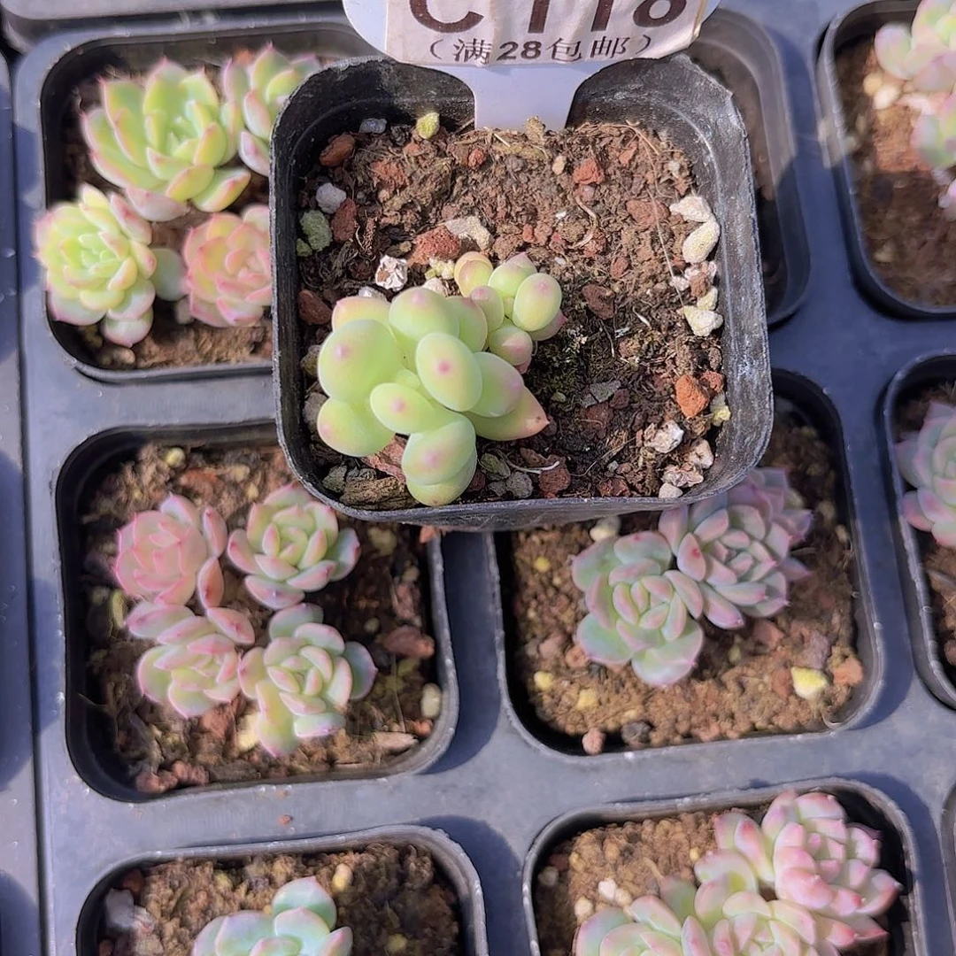 C118绿体萤火虫ui eu yi pai