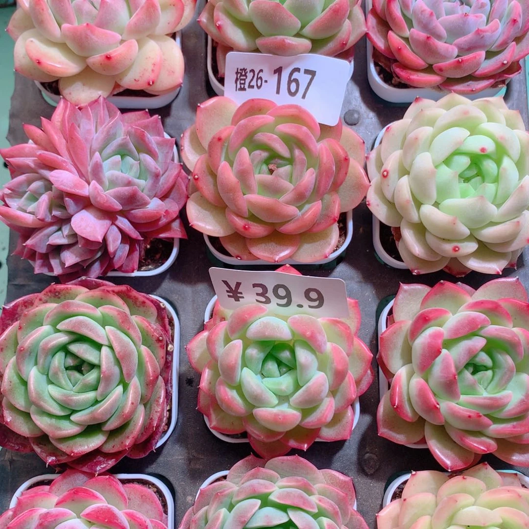 26-167一物一拍带盆18颗