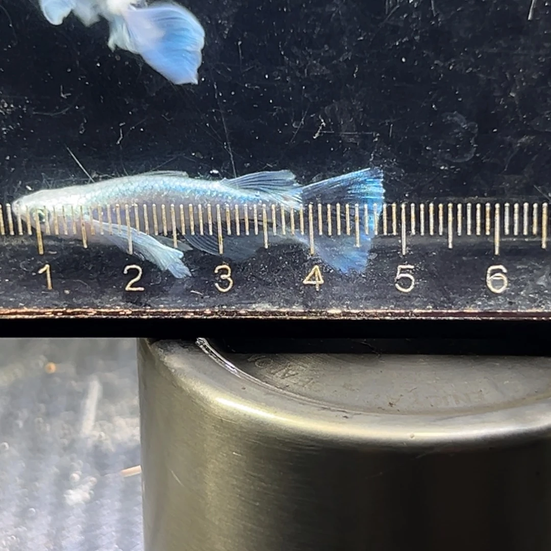 海水鱼想你笑口常开想念那些