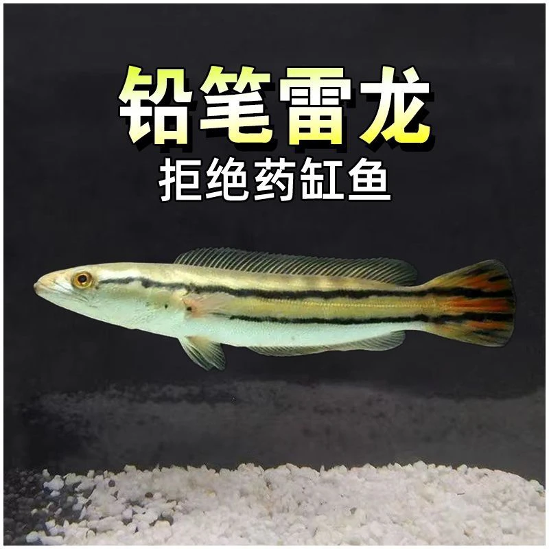铅笔雷龙鱼大型淡水热带观赏鱼凶猛食肉好养耐活