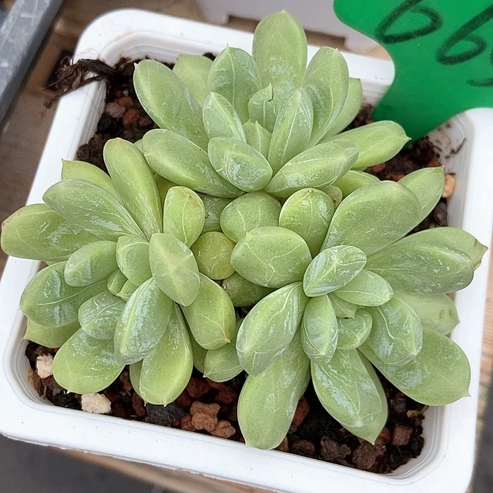 多肉植物百搭翡翠665