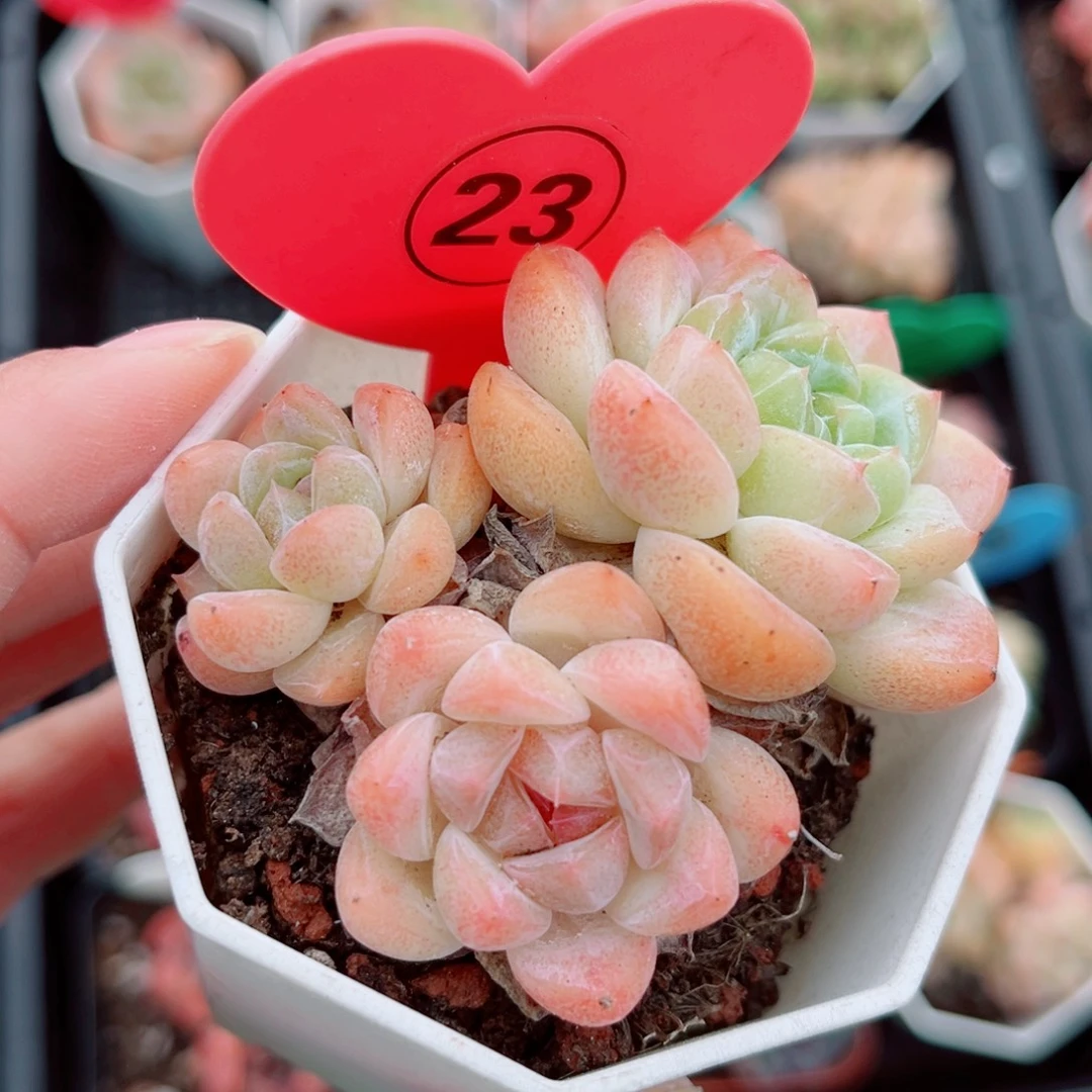 23号小老桩糖心群