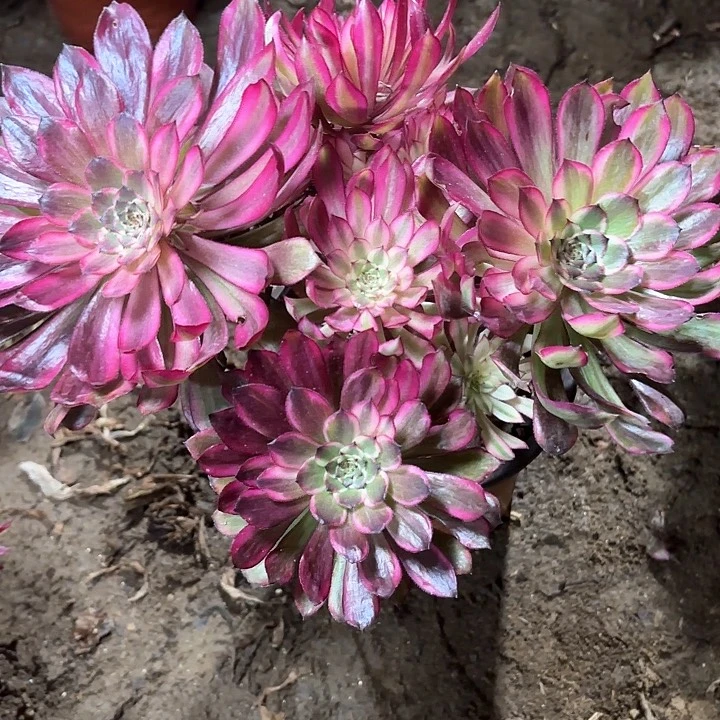 水**成多肉植物红铜白120