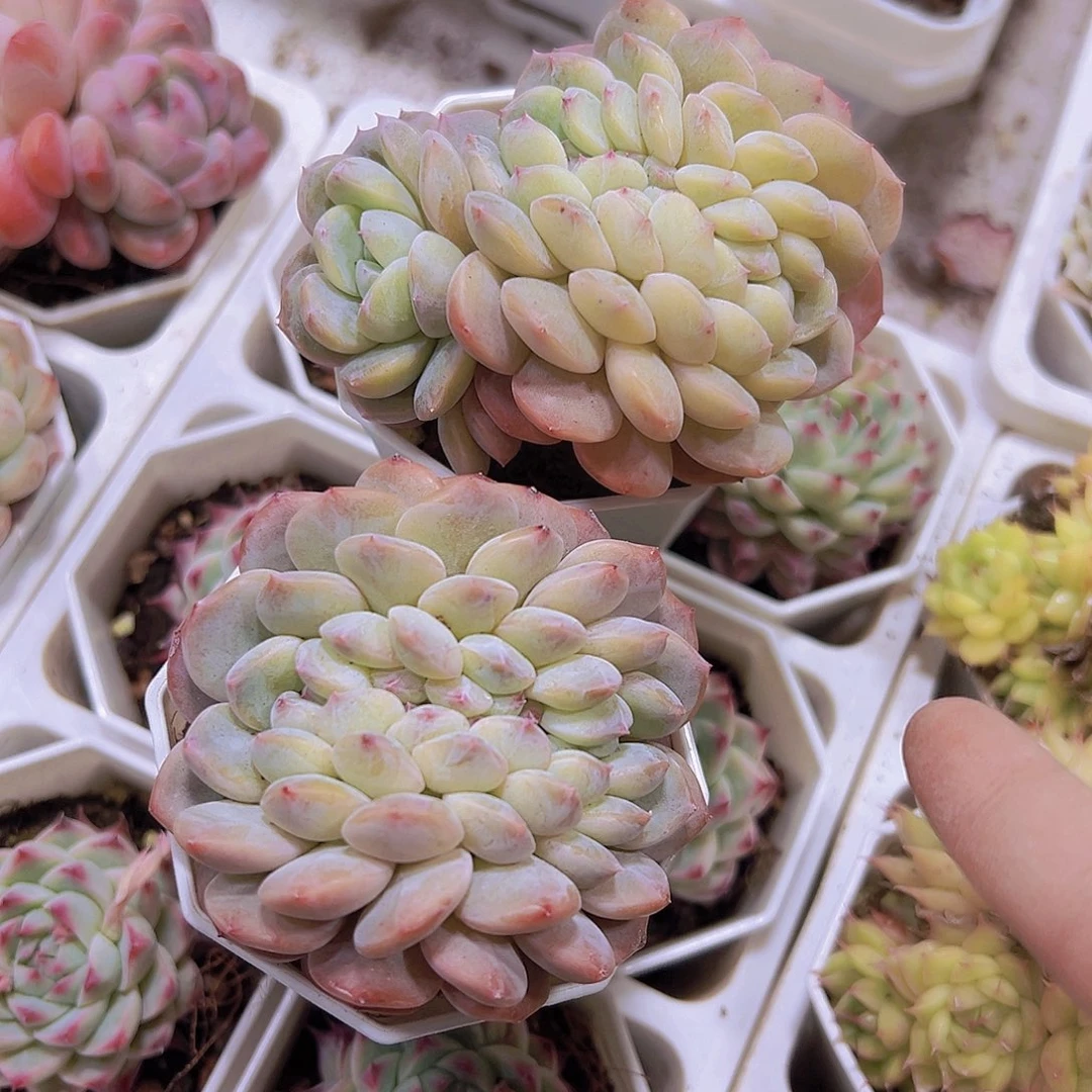 冰玉杂缀化带盆带土19包邮