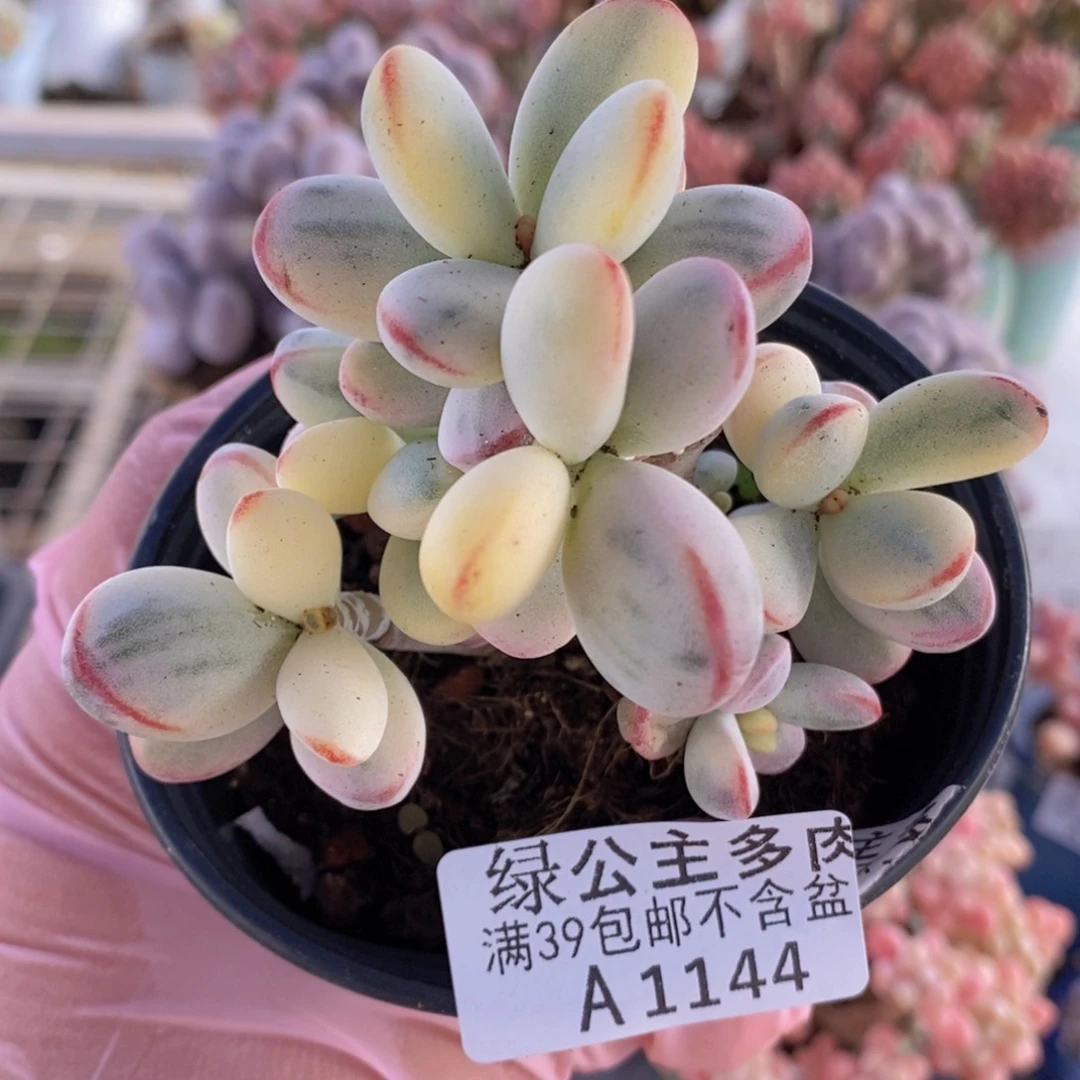 乒乓福娘老桩有砍8cm1144多肉植物