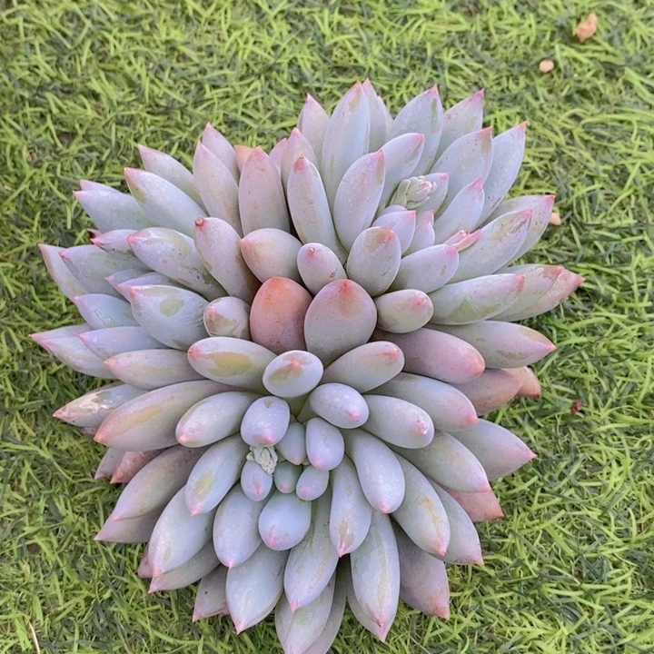 是因为要和他们玩得