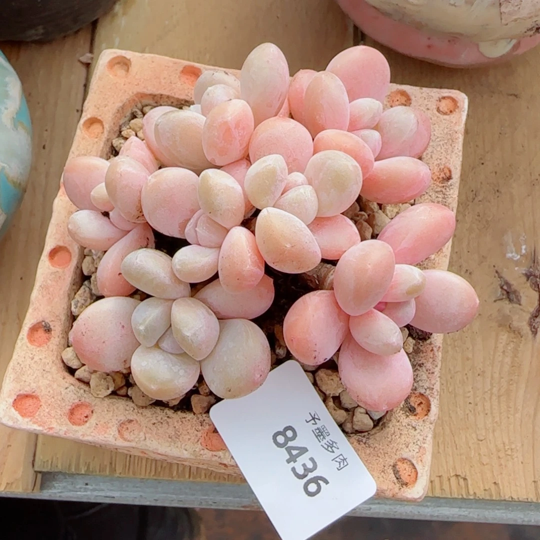 香玉无砍，8436多肉植物