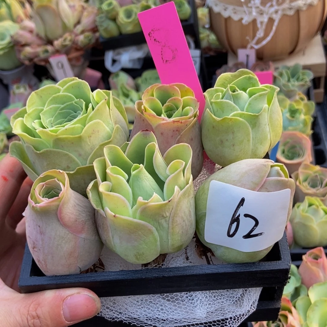 凡***心山地玫瑰多肉植物花卉62