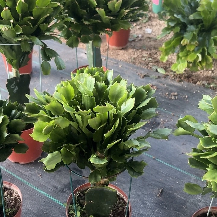 石***娃当前无花栽培后可以开花