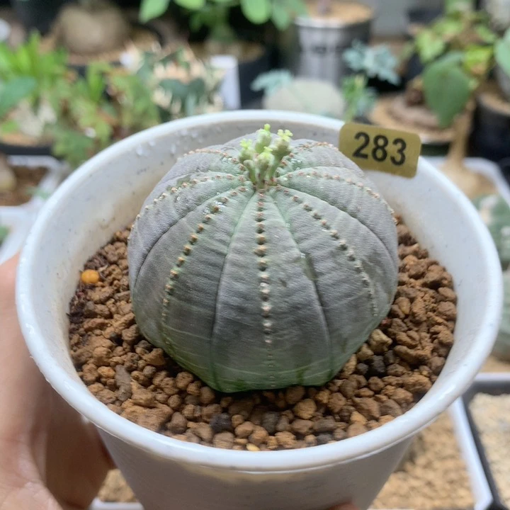 欧系布纹球带盆母本