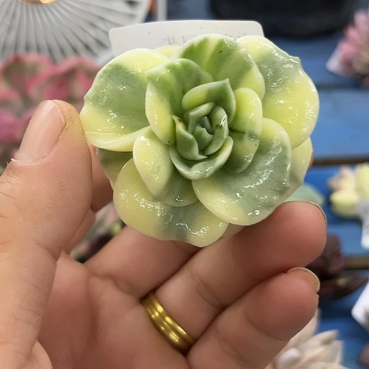1761可爱玫瑰腹轮锦炸多肉