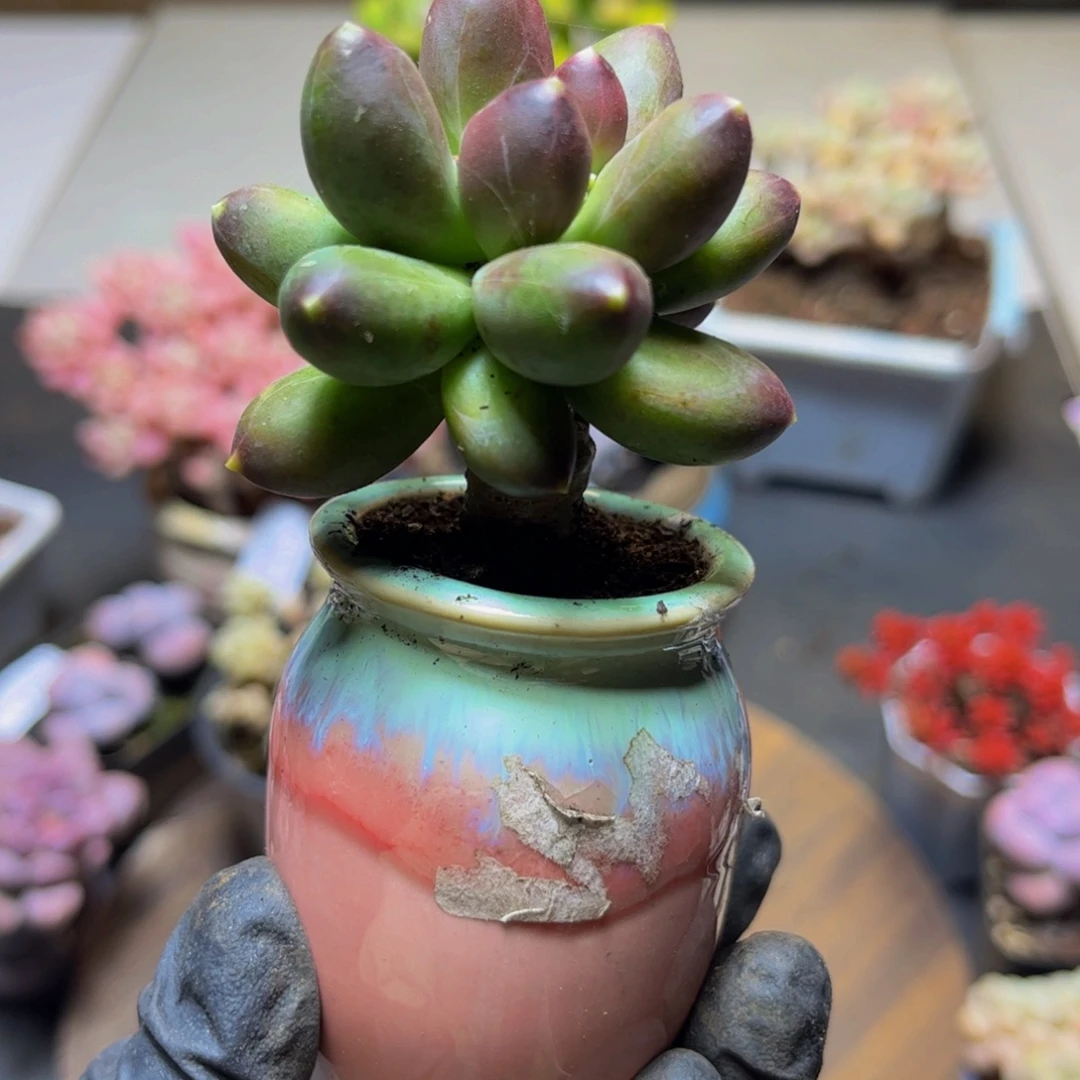 467香蕉树5厘米多肉