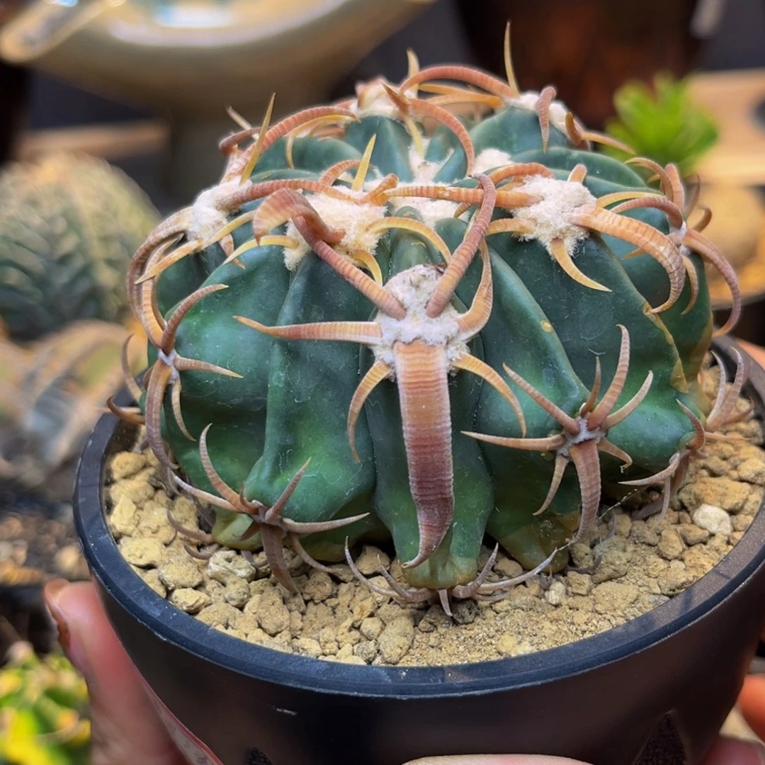 凌玻Zzzzzzzzzzzzzzzzz