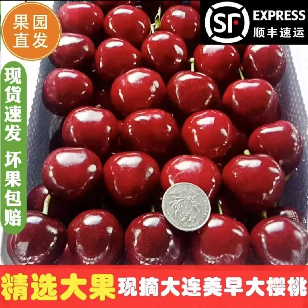 大连美早樱桃顺丰空运2-5斤2J-4J 内附果径卡