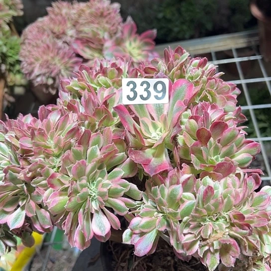 浅***然多肉植物一个女巫339