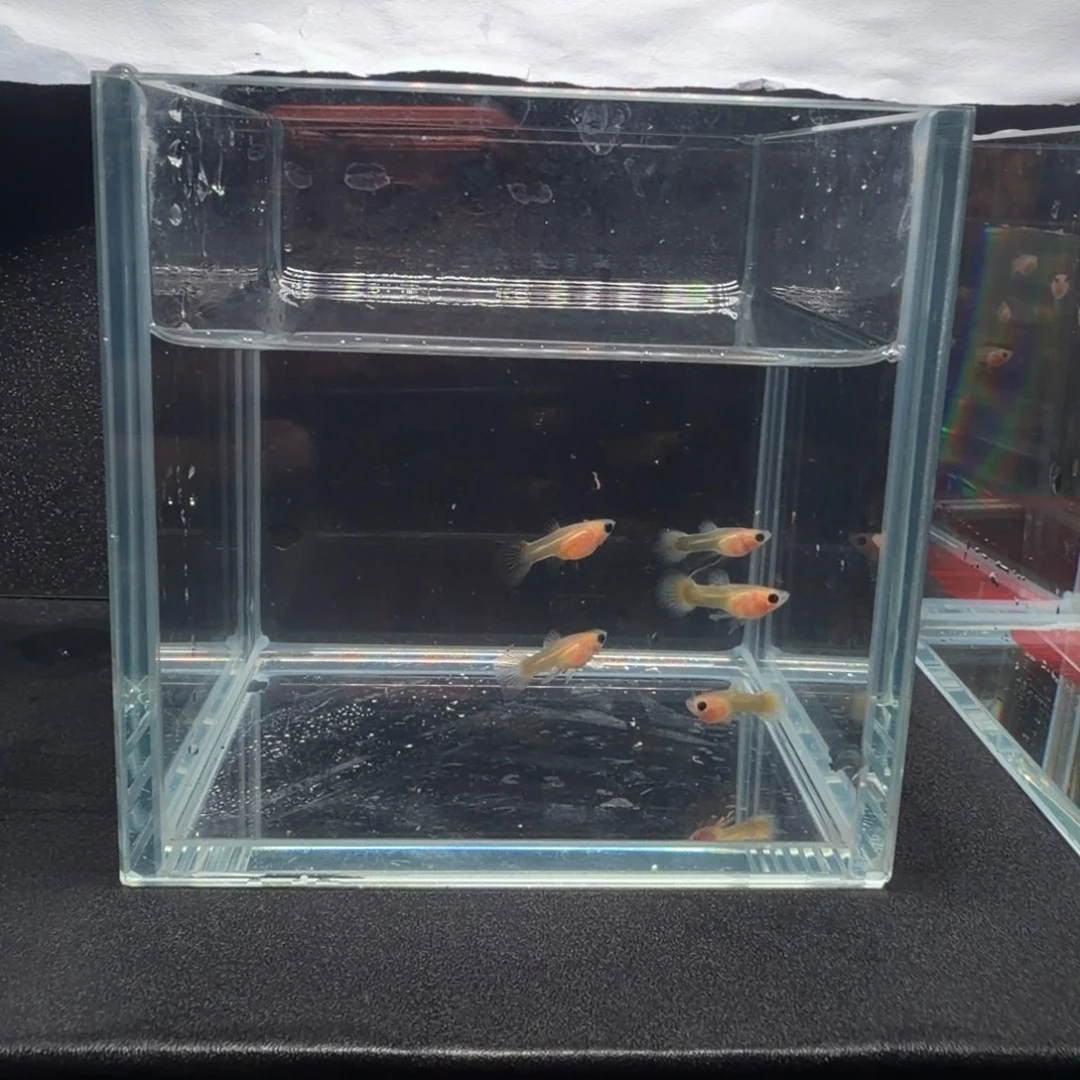 孔雀鱼黄金玻璃猫苗子5条