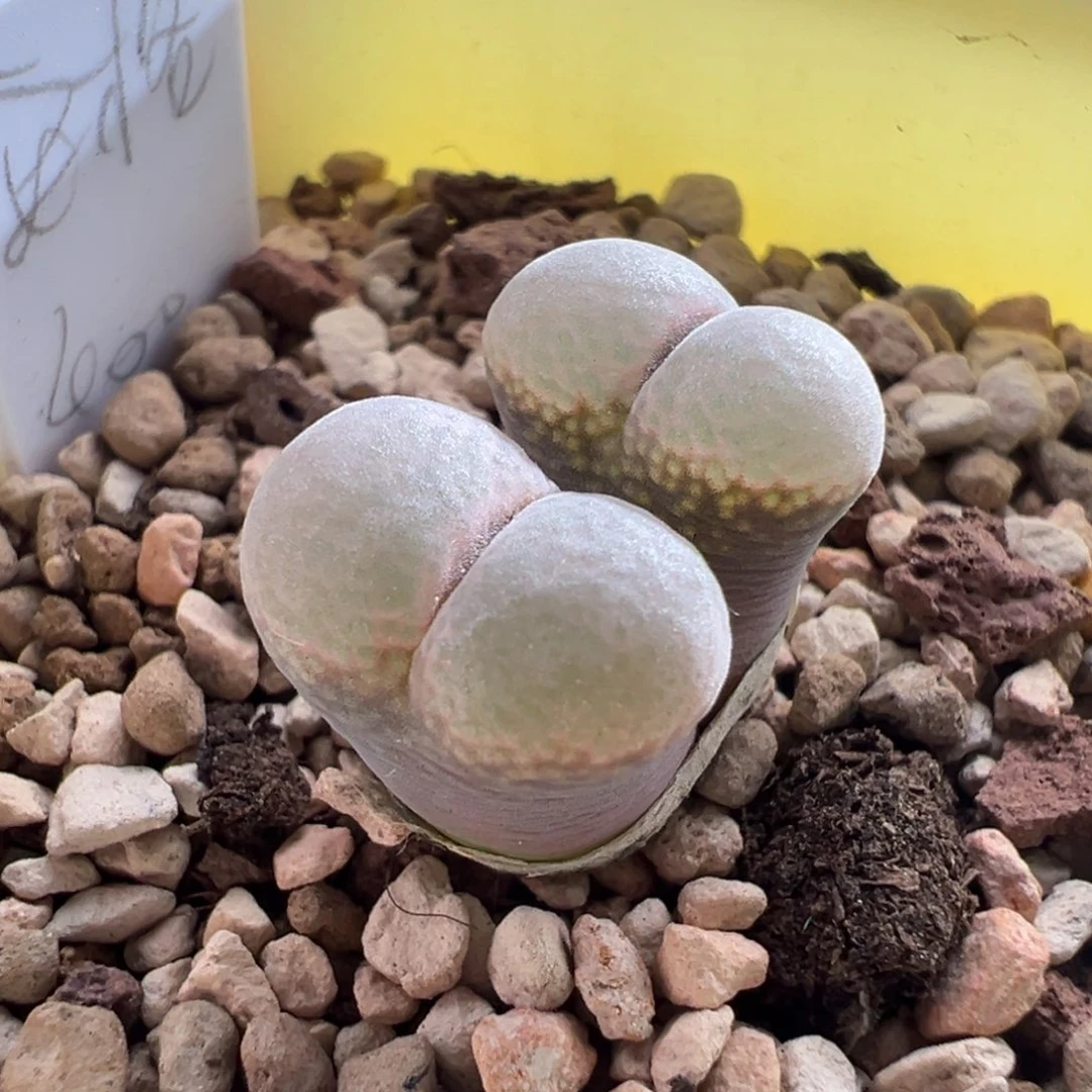 w7.12/2278。优选安格尼斯之眼青蛙种源 多肉植物