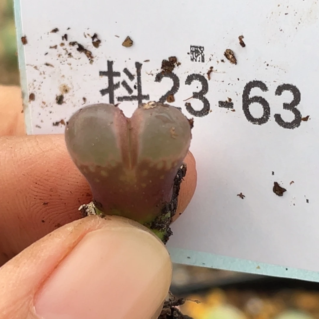 23-63风铃多肉植物