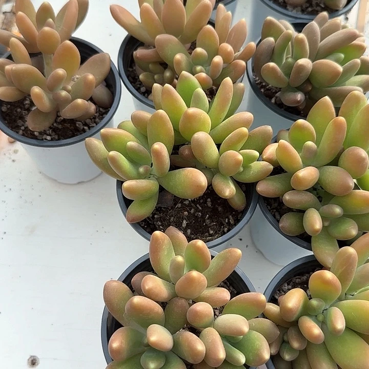 @*零青蛙王子儿童牙膏111