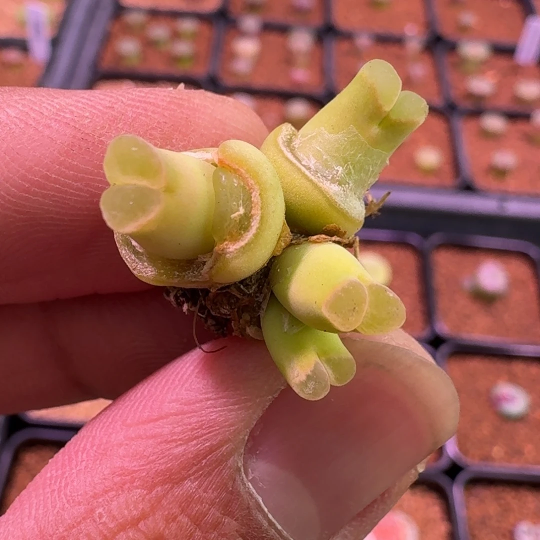 云缦精品番杏22.2骚粉天鹅绒佛肚 开播福利