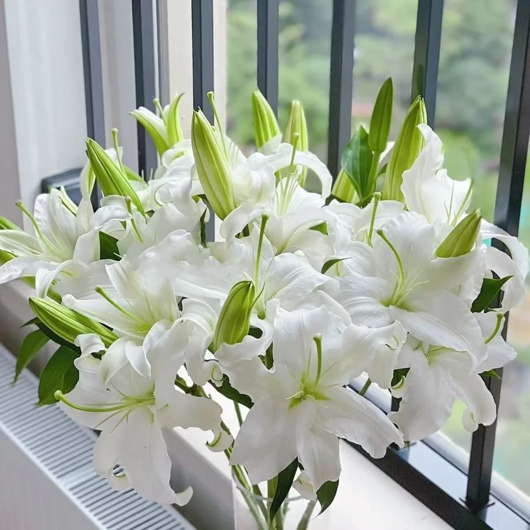 白色香水百合花鲜花束云南基地直发水养家用速递同城插花