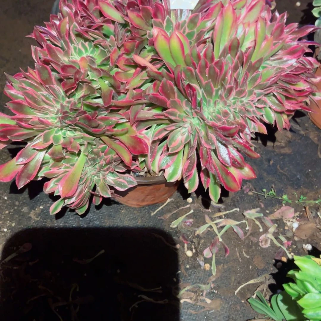 2319 号多肉植物法师新年福利