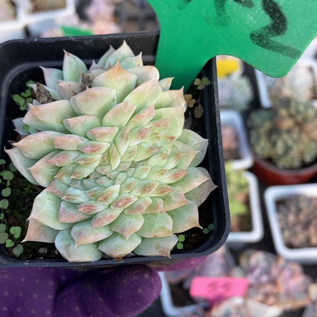 3152女王缀多肉植物多肉