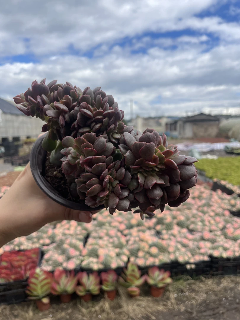 大红袍缀化 多肉植物 云南基地直发 满18包邮