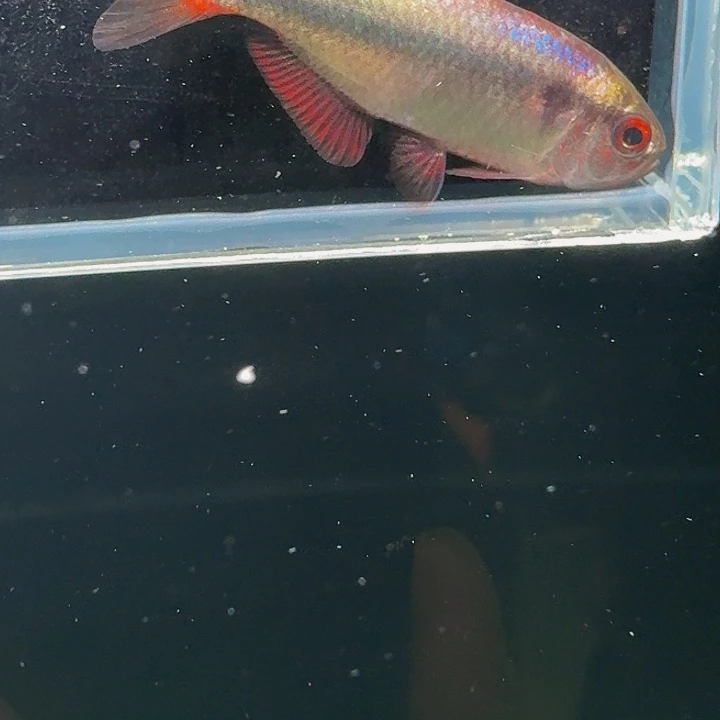 灯科鱼左下缸1号-碎金缎带1条有黑点