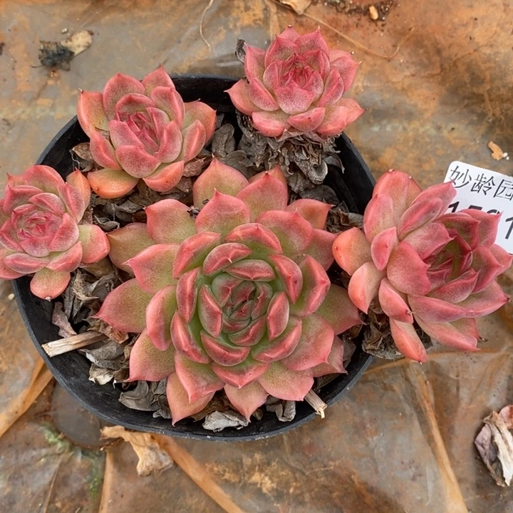 1501杂交老桩基地～12厘米