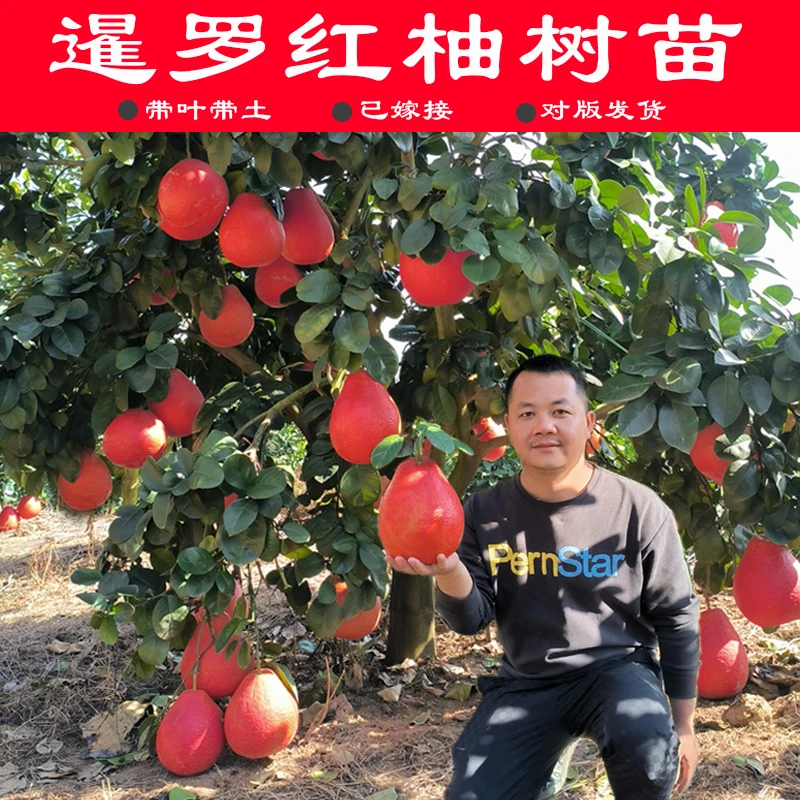 泰国暹罗红柚树苗红皮红心香水红柚新品种三红柚庭院种植水果树苗
