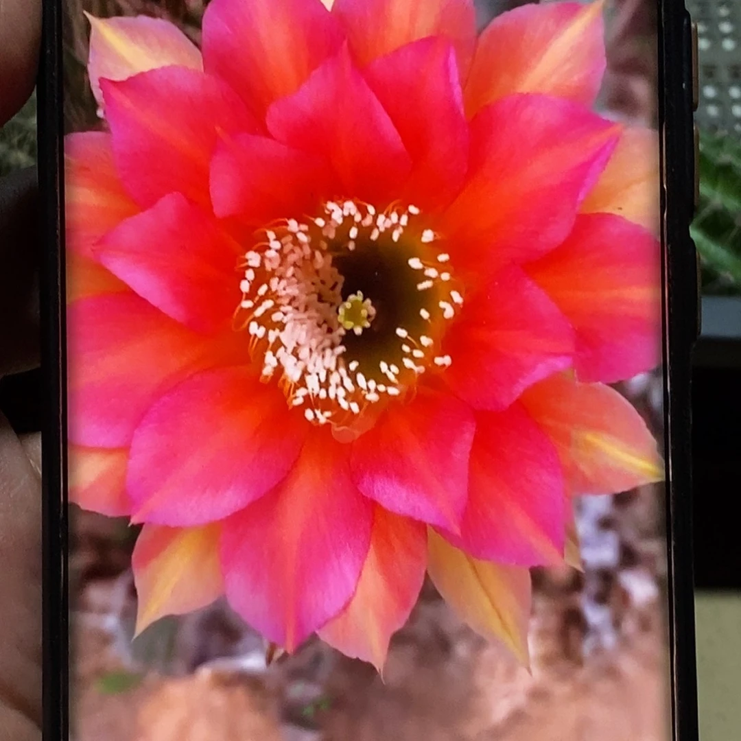 彩 路易斯侧芽歪20包邮/5公分