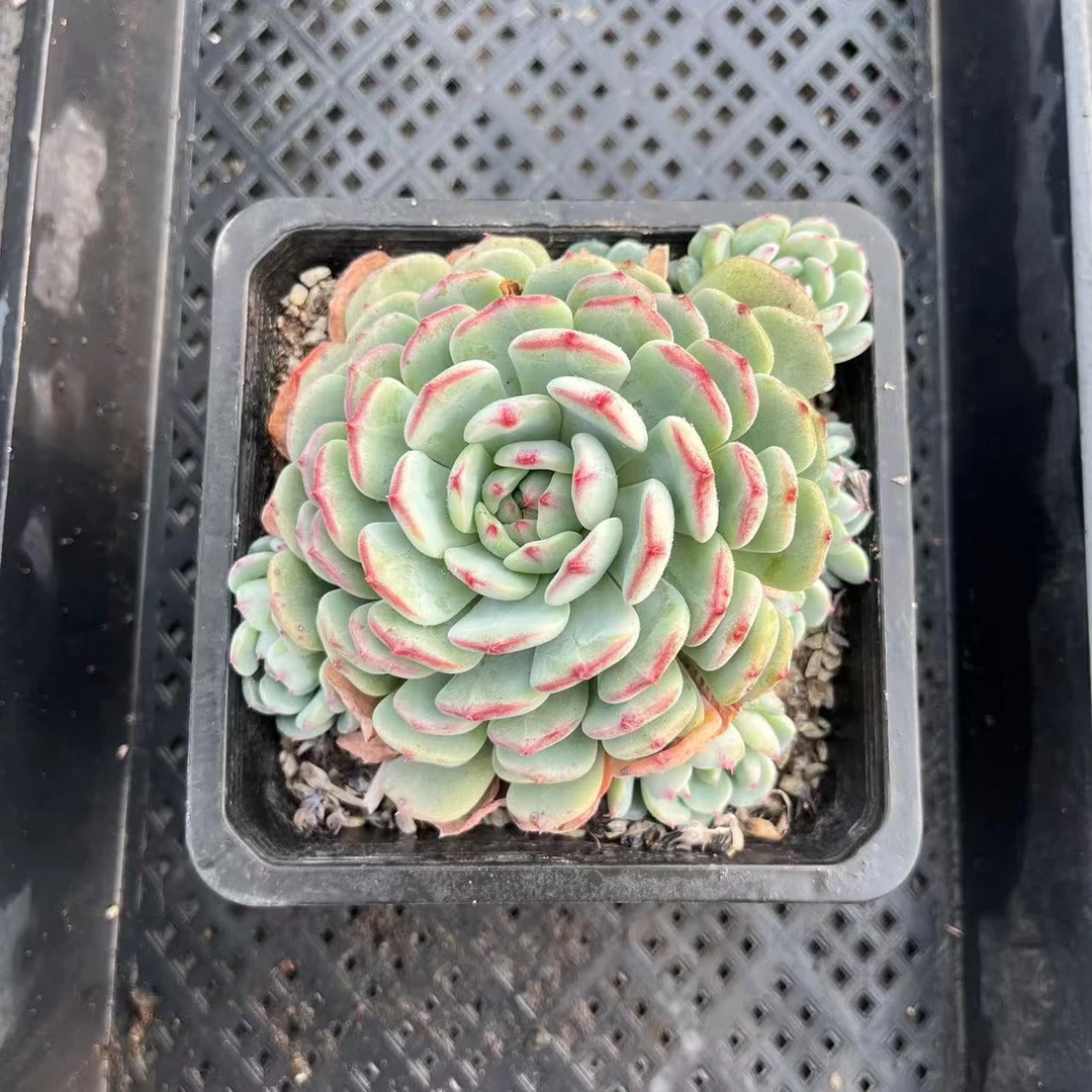 白胖子多肉12厘米盆《加购物车满19.9自动包邮》多肉植物