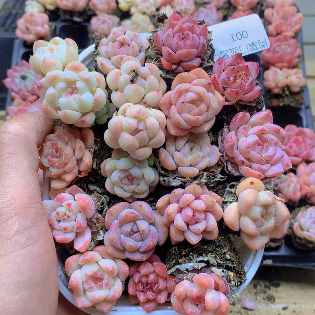 我要去看你了啊我的001