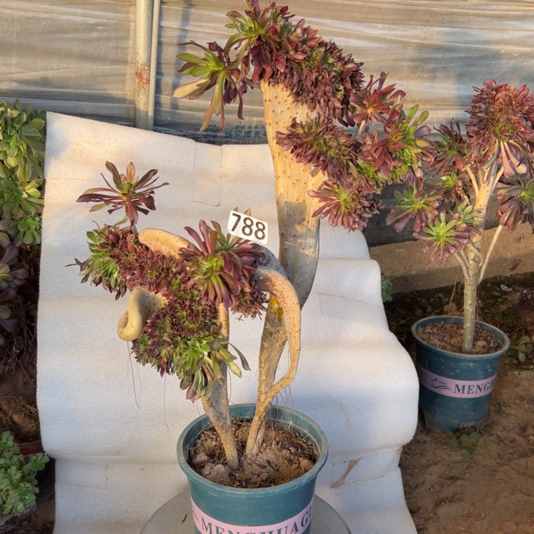 黑缀788高度45厘米