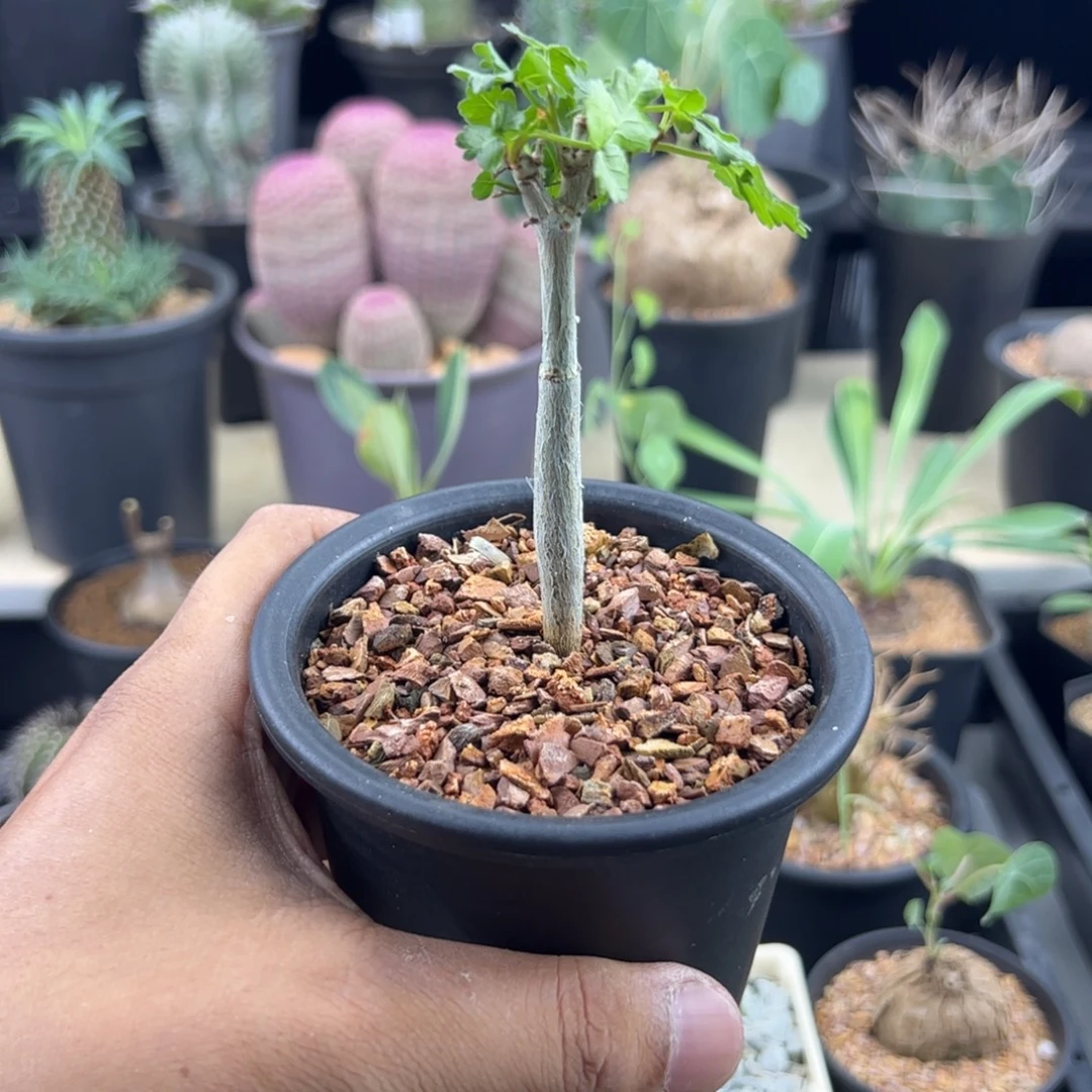 惠****正版芳香实生一物一拍带盆发