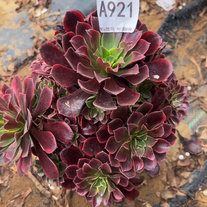 金丝却多肉植物921.微瑕