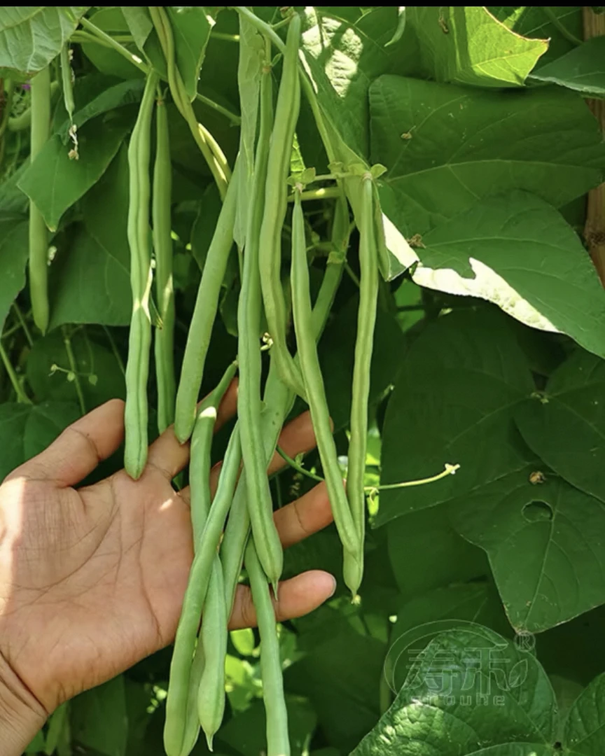 湖南露天四季豆半斤